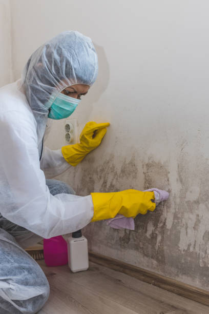 Best Mold Damage Restoration  in Sparks, GA