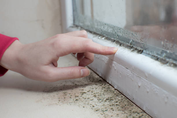 Best Emergency Mold Remediation  in Sparks, GA